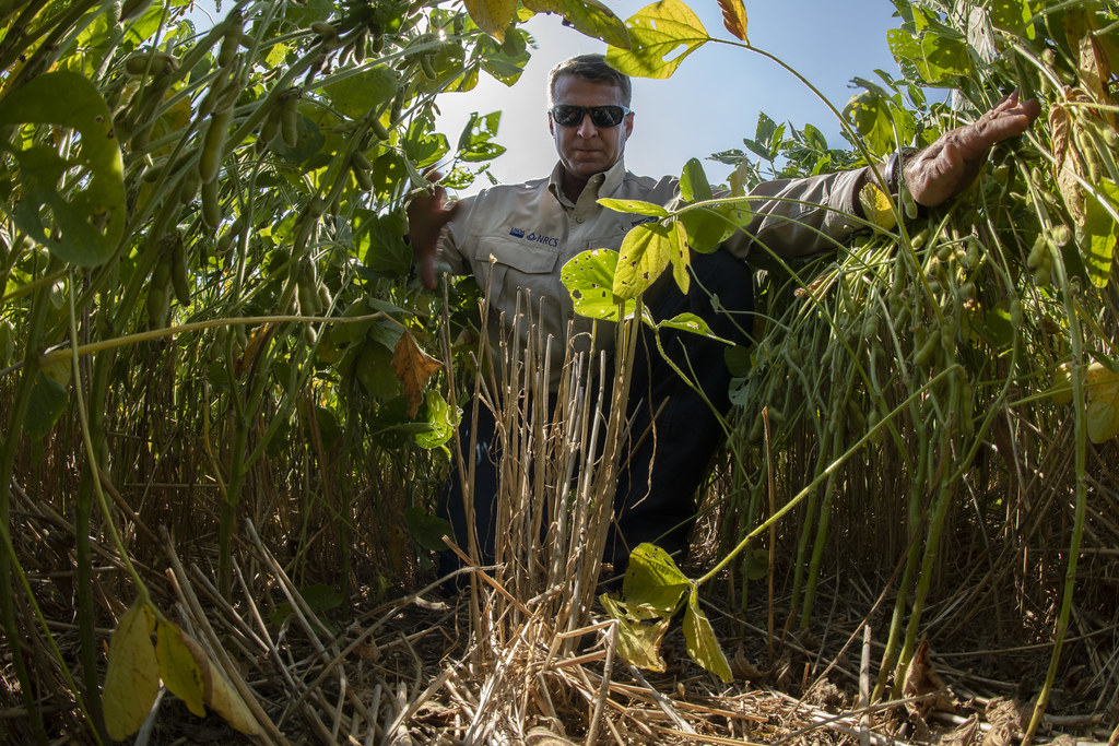 A farm specialist inspecting a standing crop at field level
