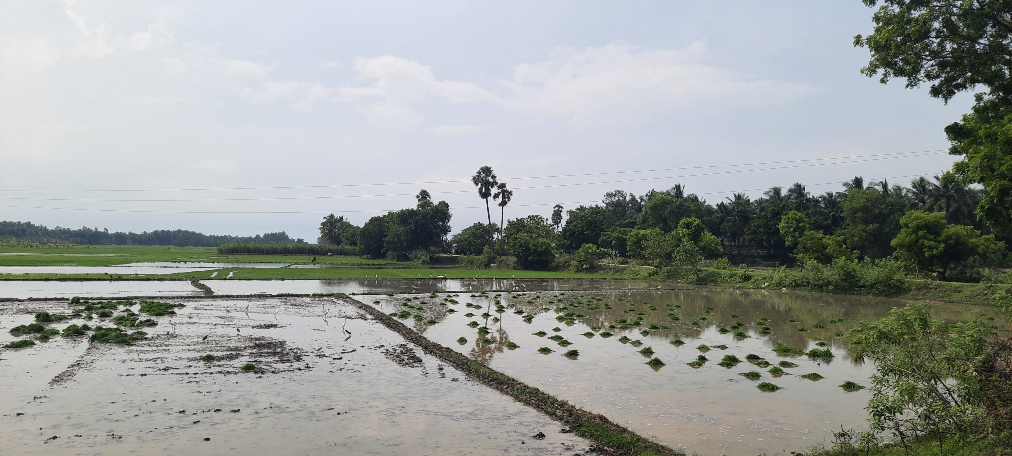 Floodwater spread across cultivated fields and drainage boundaries