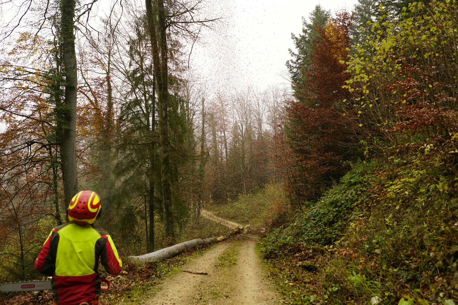 A forestry worker walking an access track through managed woodland