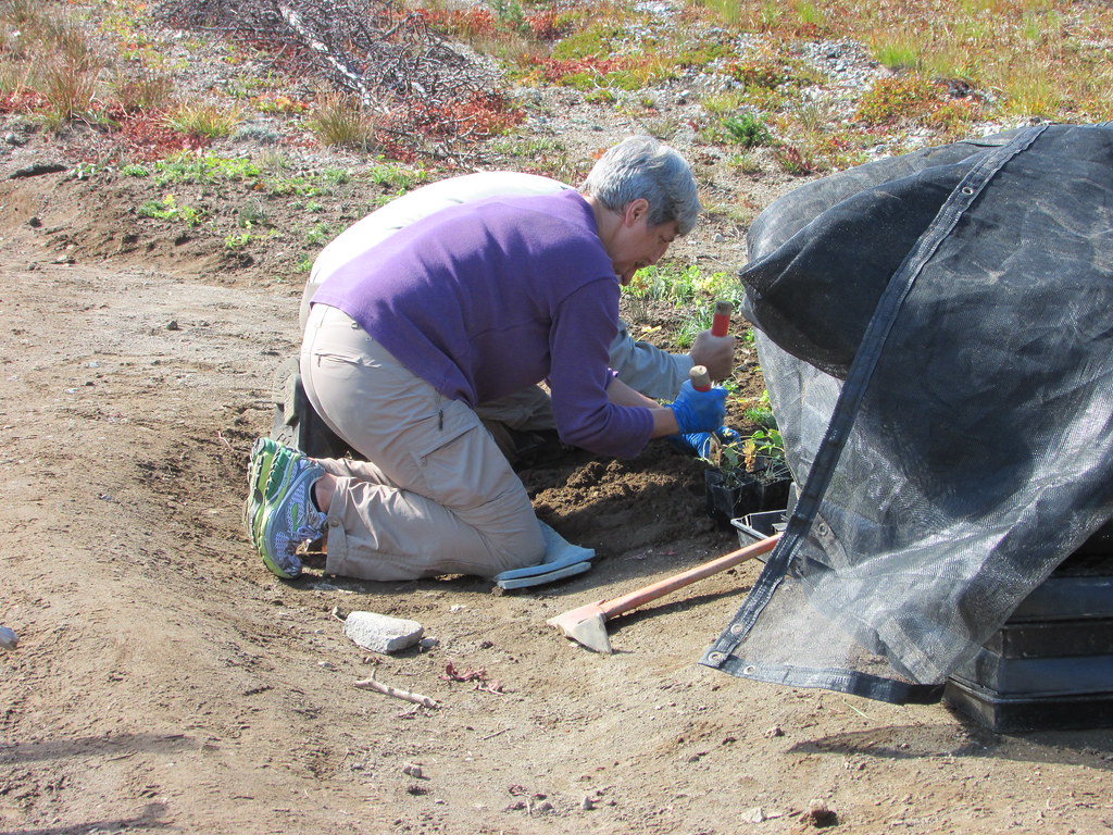 People planting vegetation as part of a land restoration project